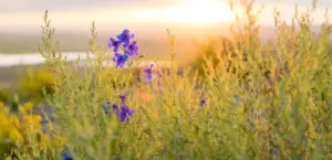 spring-1223479_1280