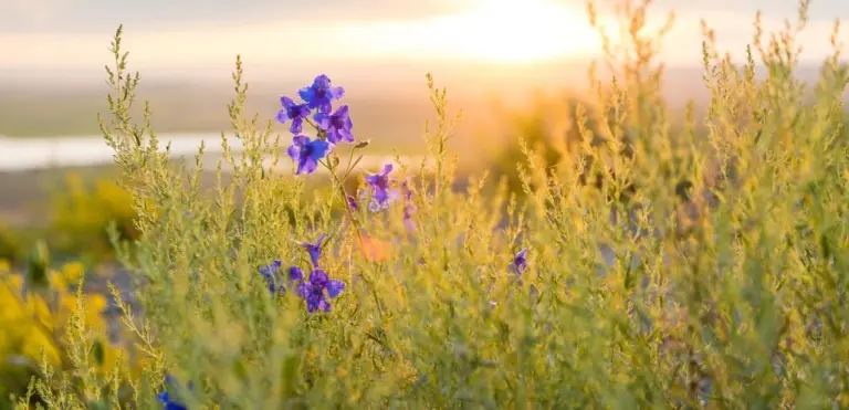spring-1223479_1280